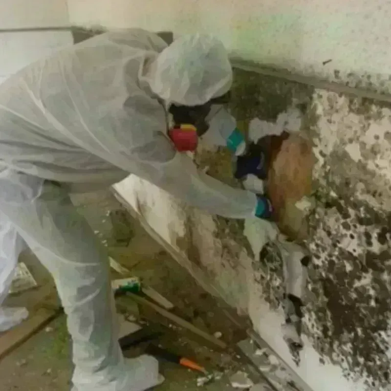 Mold Remediation and Removal in Wasilla, AK